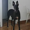 elgalgodelviento