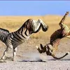 englishanimal