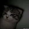 user391919522