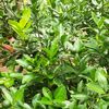 kebun3