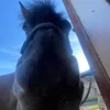 wizja_sporty_pony_