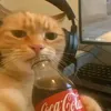 pigeonuser69