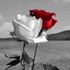 antonia_32186