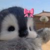 ferchiiss.v