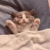 sleepymanchik