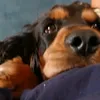 bro.i.m.a.dog