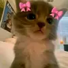 idawae24