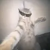 welixx031