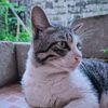 pencinta.kucing814