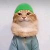 tobtobitobtobmeaww