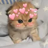 yourdailyrecos_