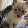 purrffectHima