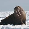 Arctic Animals