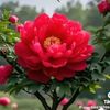 khadiza.akter4384
