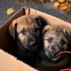 dogsletterone