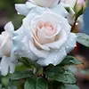 white.rose8592