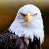 naveedlatif961