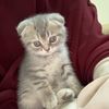 sima_x4