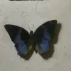 نور