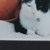 manolijorgeramos