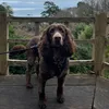 woodyexplores