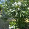 fayelewis40