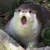 iloveottersthemost
