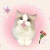 shafiraa115