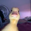yuridasilva9793