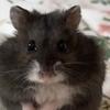 Cheesethehamster