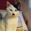 nghoanghuyy1101