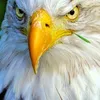 dito.alves.de.sou