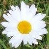 annsie83
