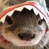 nutria_denutris