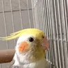 chicoefloflor
