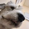 pawtisticjo