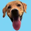 cjthefoxlab