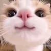 finntheshortohagan