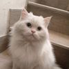 ibrahim.mir73