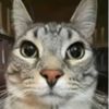 alan_team123_fortnite