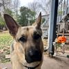 the.names.goose
