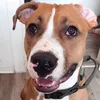 hel_muttttt_doglife