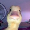 couldli0
