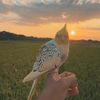 parrott_ff