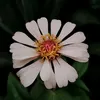 dmw_6