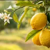 lemon201210101