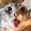 schnurrbert.the.cat