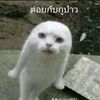 fah11267