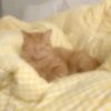 aarshi_157