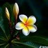 myintkyaw213